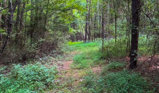 Photo #9 of SOLD property in Off White Street, Warrenton, NC 17.5 acres