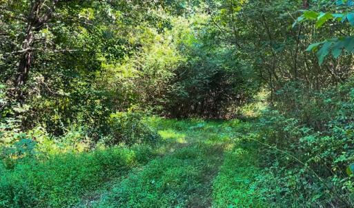 Photo #13 of SOLD property in Off White Street, Warrenton, NC 17.5 acres