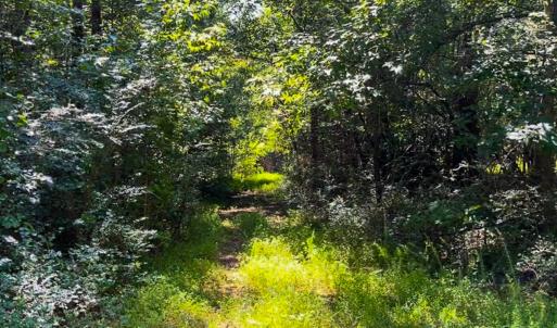 Photo #17 of SOLD property in Off White Street, Warrenton, NC 17.5 acres