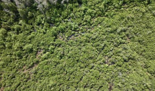 Photo #16 of SOLD property in Off Davis Rd, Richlands, NC 44.1 acres