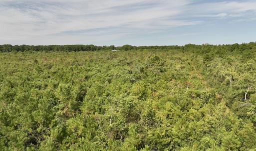 Photo #18 of SOLD property in Off Davis Rd, Richlands, NC 44.1 acres