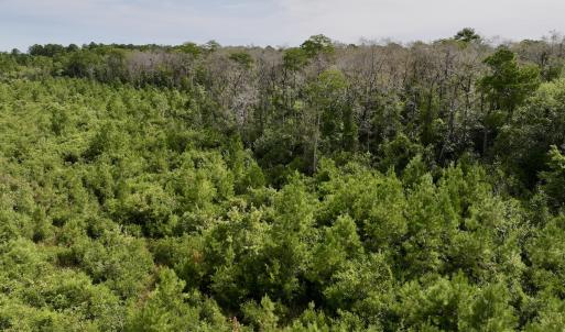 Photo #19 of SOLD property in Off Davis Rd, Richlands, NC 44.1 acres
