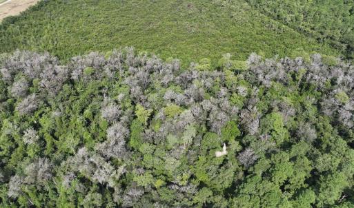 Photo #8 of SOLD property in Off Davis Rd, Richlands, NC 44.1 acres