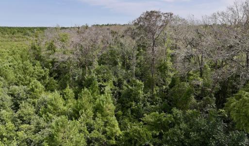 Photo #23 of SOLD property in Off Davis Rd, Richlands, NC 44.1 acres