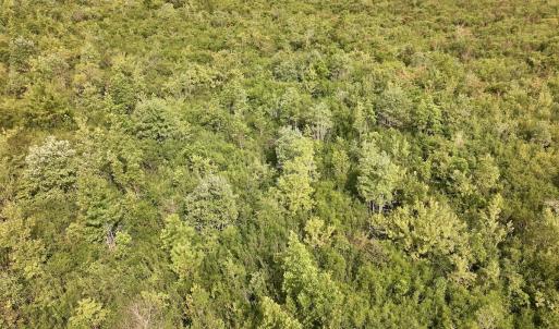 Photo #24 of SOLD property in Off Davis Rd, Richlands, NC 44.1 acres