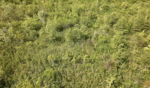 Photo #27 of SOLD property in Off Davis Rd, Richlands, NC 44.1 acres