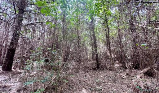 Photo #30 of SOLD property in Off Davis Rd, Richlands, NC 44.1 acres