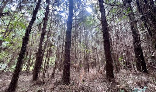 Photo #31 of SOLD property in Off Davis Rd, Richlands, NC 44.1 acres