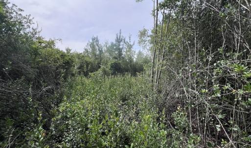 Photo #32 of SOLD property in Off Davis Rd, Richlands, NC 44.1 acres