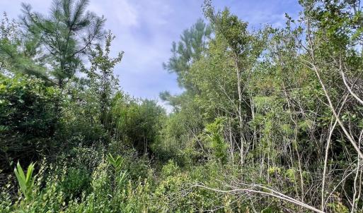 Photo #33 of SOLD property in Off Davis Rd, Richlands, NC 44.1 acres