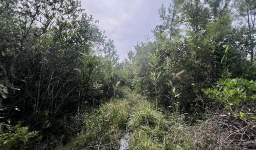 Photo #34 of SOLD property in Off Davis Rd, Richlands, NC 44.1 acres