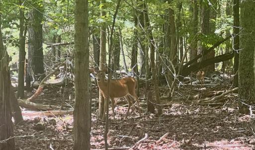 Photo #7 of Off of Poplar Drive, Hardy, VA 0.3 acres