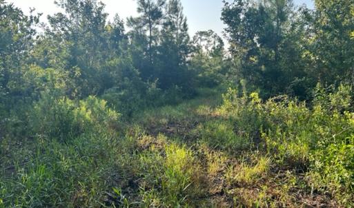 Photo #6 of SOLD property in Off Fountain Town Rd, Beualville, NC 28.7 acres