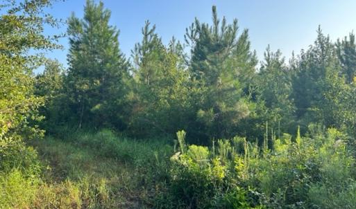 Photo #18 of SOLD property in Off Fountain Town Rd, Beualville, NC 28.7 acres