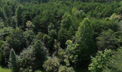 Photo #17 of SOLD property in 1494 Green Bay Road, Catham, VA 16.2 acres