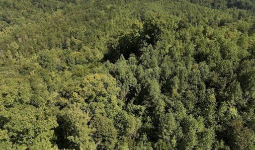 Photo #29 of 01 Seven Island Road, Danbury, NC 18.5 acres