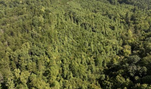 Photo #31 of 01 Seven Island Road, Danbury, NC 18.5 acres