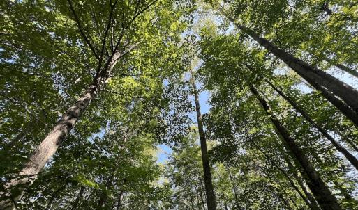 Photo #33 of SOLD property in 02 Seven Island Road, Danbury, NC 21.7 acres