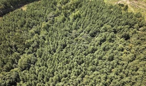 Photo #5 of SOLD property in Off Todd Road and Virgilina Road, Roxboro, NC 31.4 acres