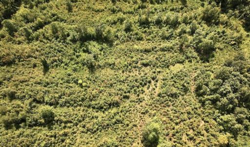 Photo #11 of Off Taylor Farm Lane , Henderson, NC 41.3 acres