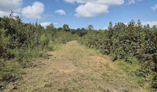 Photo #15 of Off Taylor Farm Lane , Henderson, NC 41.3 acres