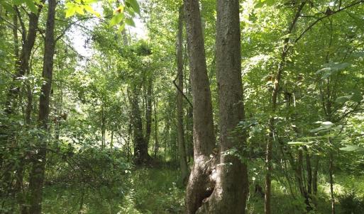 Photo #35 of Off Taylor Farm Lane , Henderson, NC 41.3 acres