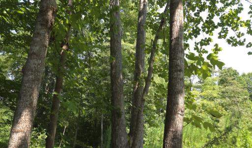 Photo #36 of Off Taylor Farm Lane , Henderson, NC 41.3 acres