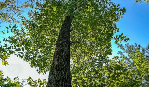 Photo #21 of SOLD property in TBD Jimmy Carriker Road, Ellerbe, NC 122.8 acres
