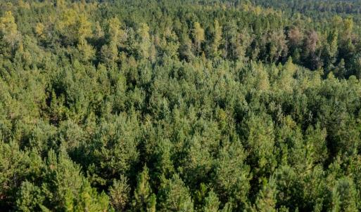 Photo #24 of SOLD property in TBD Jimmy Carriker Road, Ellerbe, NC 122.8 acres