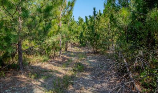Photo #10 of SOLD property in TBD Jimmy Carriker Road, Ellerbe, NC 122.8 acres