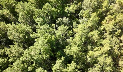 Photo #15 of SOLD property in Off Boss Mclawhorn Rd, Grifton, NC 25.2 acres