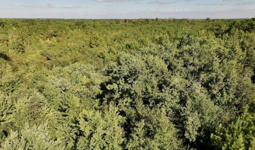 Photo #17 of SOLD property in Off Boss Mclawhorn Rd, Grifton, NC 25.2 acres