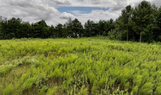 Photo #20 of SOLD property in Off Michele Road, Scotland Neck, NC 8.0 acres