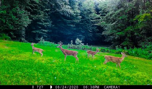 Photo #2 of Off Fire Trail Ln, Stuart, VA 585.0 acres