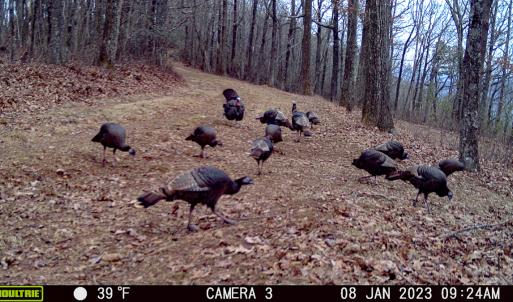 Photo #4 of Off Fire Trail Ln, Stuart, VA 585.0 acres