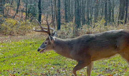 Photo #18 of Off Fire Trail Ln, Stuart, VA 585.0 acres