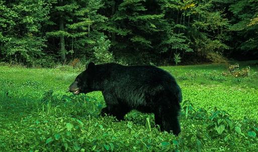 Photo #22 of Off Fire Trail Ln, Stuart, VA 585.0 acres