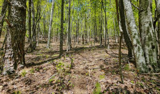 Photo #23 of Off Fire Trail Ln, Stuart, VA 585.0 acres