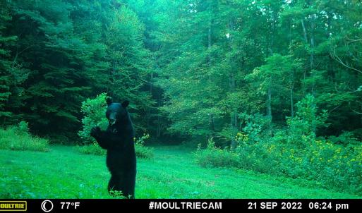 Photo #29 of Off Fire Trail Ln, Stuart, VA 585.0 acres