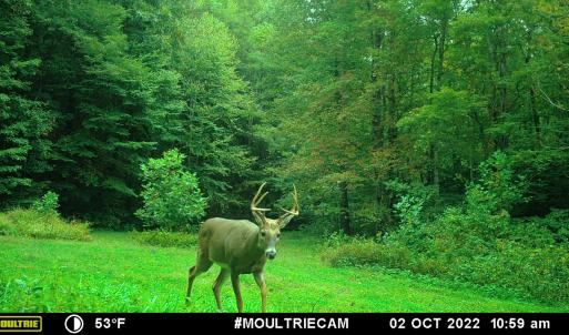 Photo #32 of Off Fire Trail Ln, Stuart, VA 585.0 acres