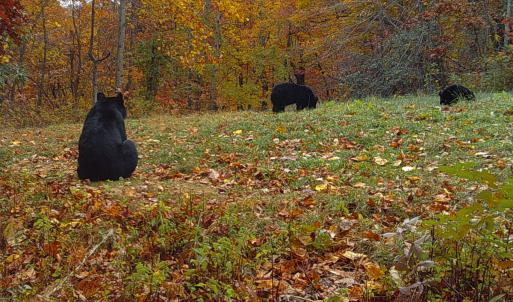 Photo #35 of Off Fire Trail Ln, Stuart, VA 585.0 acres