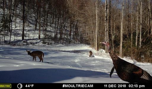 Photo #38 of Off Fire Trail Ln, Stuart, VA 585.0 acres