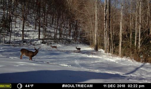 Photo #41 of Off Fire Trail Ln, Stuart, VA 585.0 acres