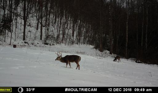 Photo #44 of Off Fire Trail Ln, Stuart, VA 585.0 acres