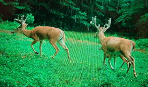 Photo #48 of Off Fire Trail Ln, Stuart, VA 585.0 acres