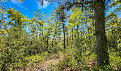 Photo #49 of Off Fire Trail Ln, Stuart, VA 585.0 acres