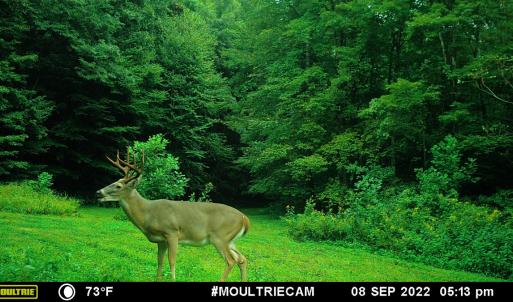 Photo #51 of Off Fire Trail Ln, Stuart, VA 585.0 acres