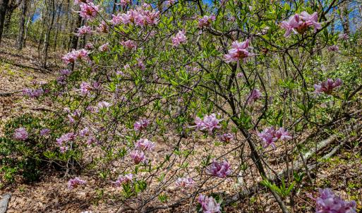 Photo #57 of Off Fire Trail Ln, Stuart, VA 585.0 acres