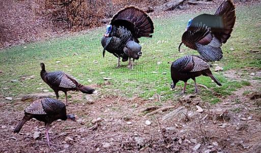 Photo #70 of Off Fire Trail Ln, Stuart, VA 585.0 acres