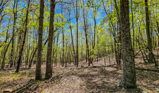Photo #74 of Off Fire Trail Ln, Stuart, VA 585.0 acres